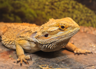 Are Bearded Dragons Still Popular?